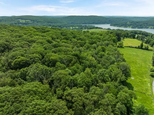 a view of a lush green forest with trees in the background