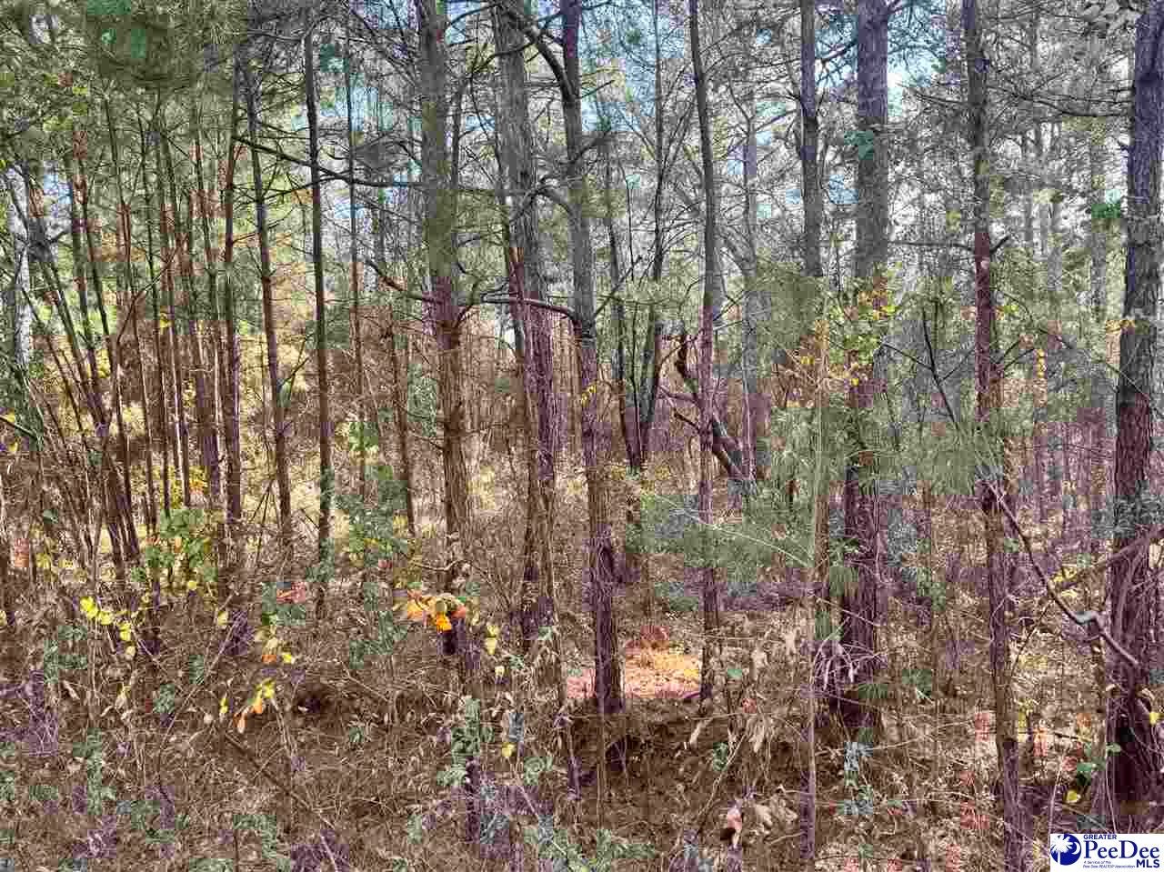 0 Morrison Road Hartsville, SC 29550 - Photo 1 of 7 Gallery Image 1