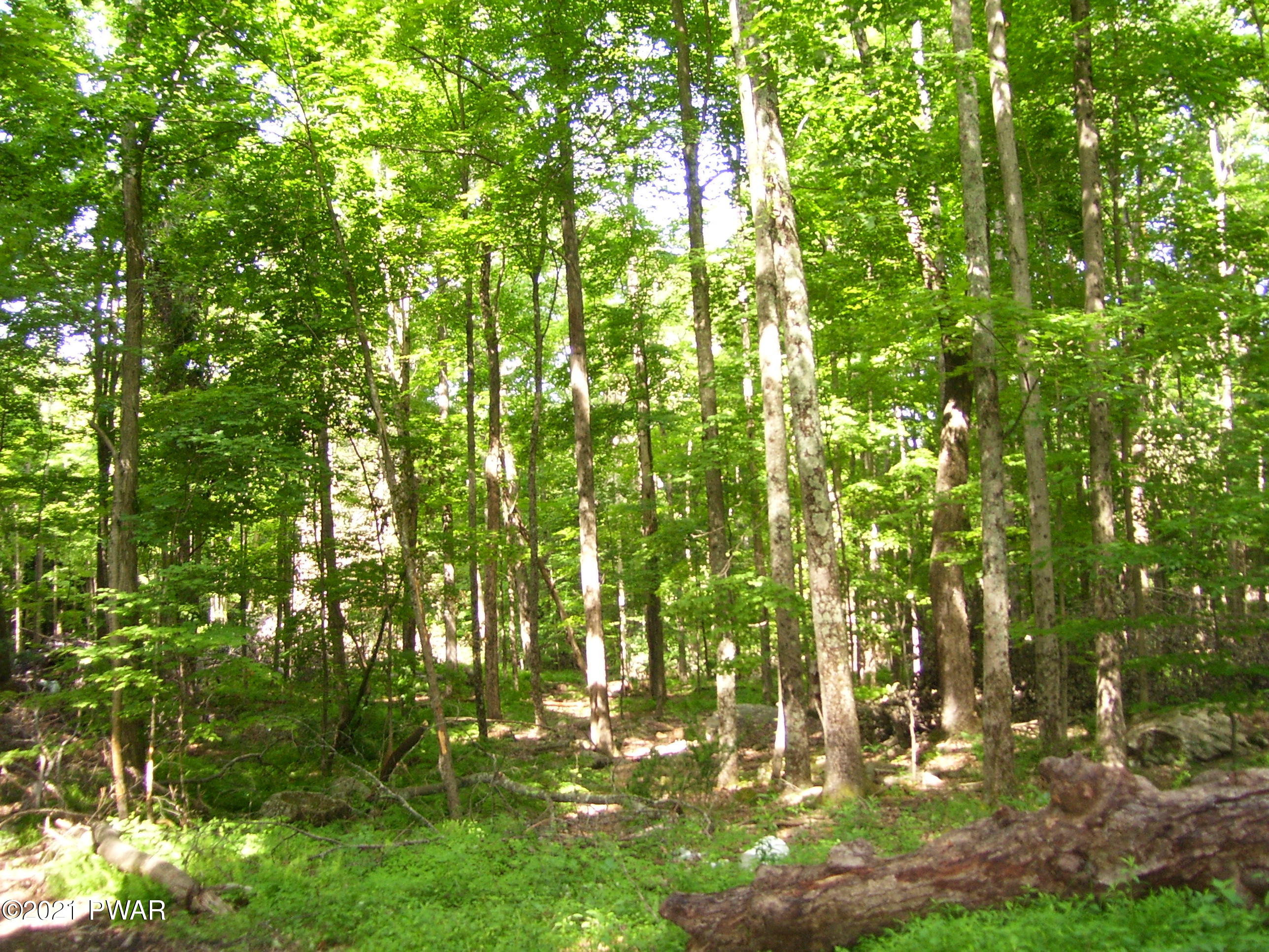 0 Forks Bridge Road Newfoundland, PA 18445 - Photo 16 of 16