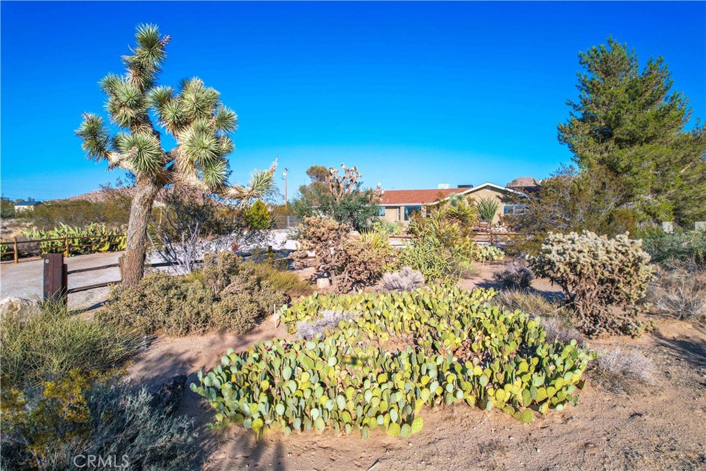 8775 Desert Shadow Road Joshua Tree, CA 92252 - Photo 3 of 39 a view of a garden with a flower