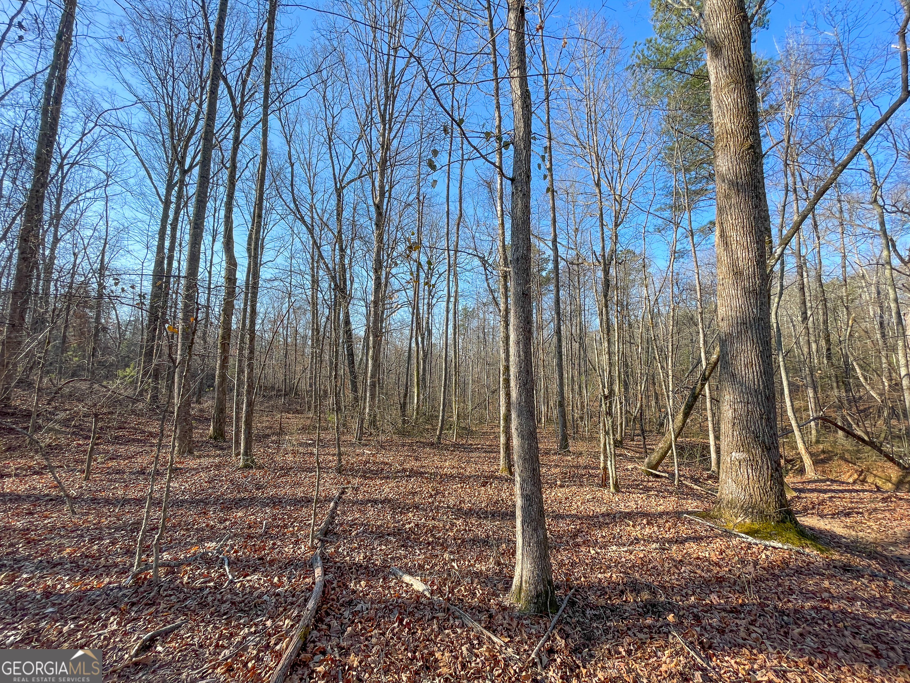 21 Acres On Allgood Church Road Temple, GA 30179 - Photo 16 of 33 a backyard of a house with lots of tall trees