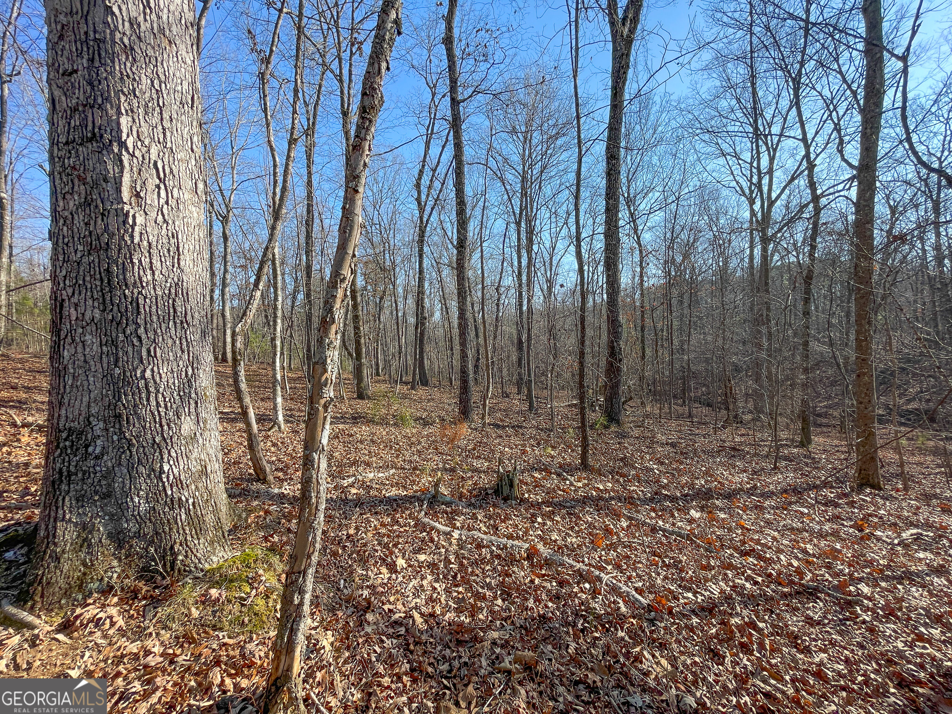 21 Acres On Allgood Church Road Temple, GA 30179 - Photo 21 of 33 a view of a backyard with large trees