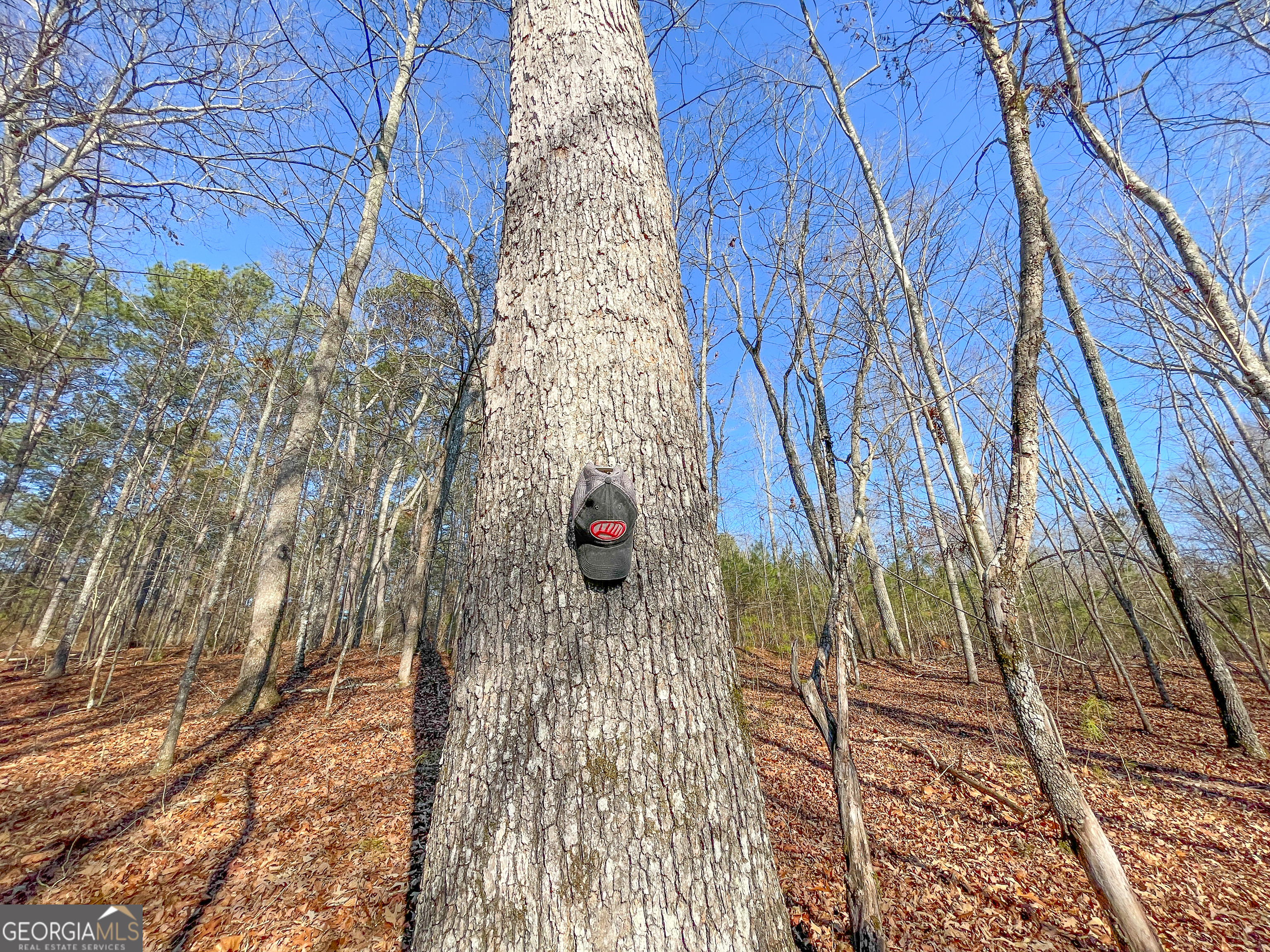 21 Acres On Allgood Church Road Temple, GA 30179 - Photo 27 of 33 a picture of a tree