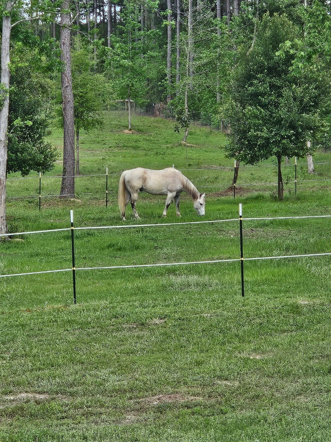 275 County Road 3215 Colmesneil, TX 75938 - Photo 32 of 34 a backyard of a house and trees