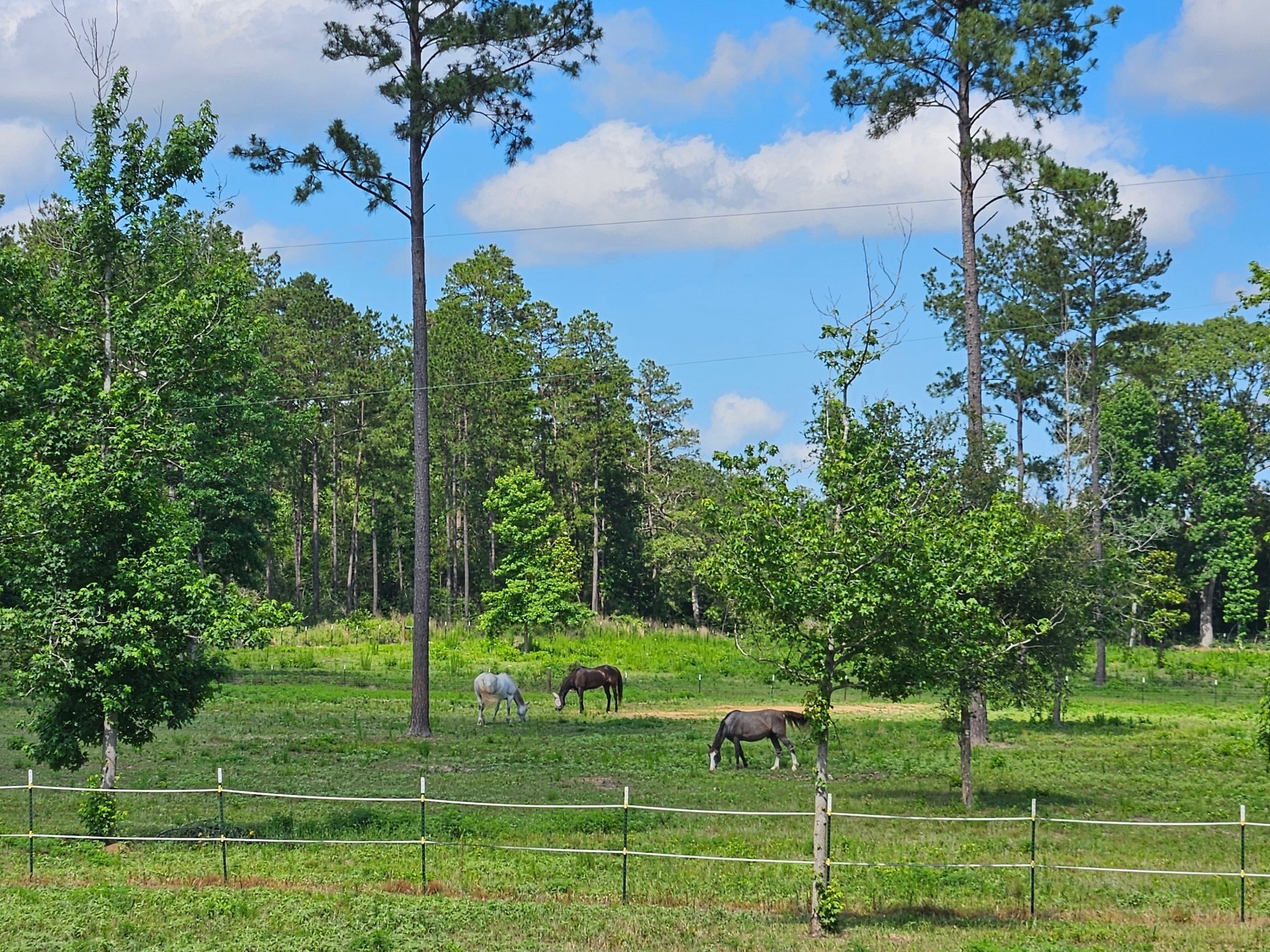 275 County Road 3215 Colmesneil, TX 75938 - Photo 34 of 34 a view of a park