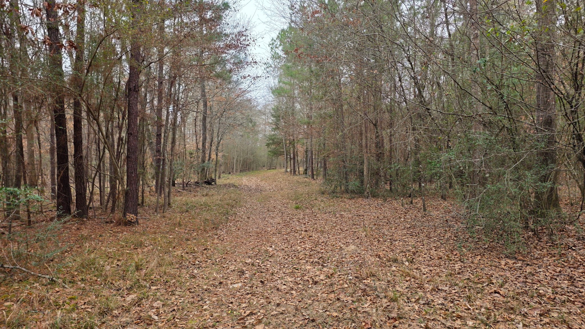 10441 Highway 287 Chester, TX 75936 - Photo 13 of 22 a view of a yard with trees