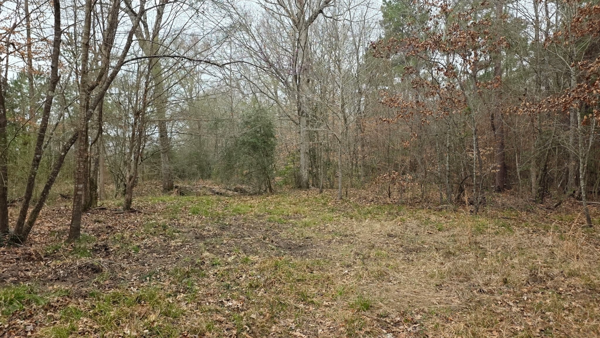 10441 Highway 287 Chester, TX 75936 - Photo 17 of 22 a view of a dry yard with trees