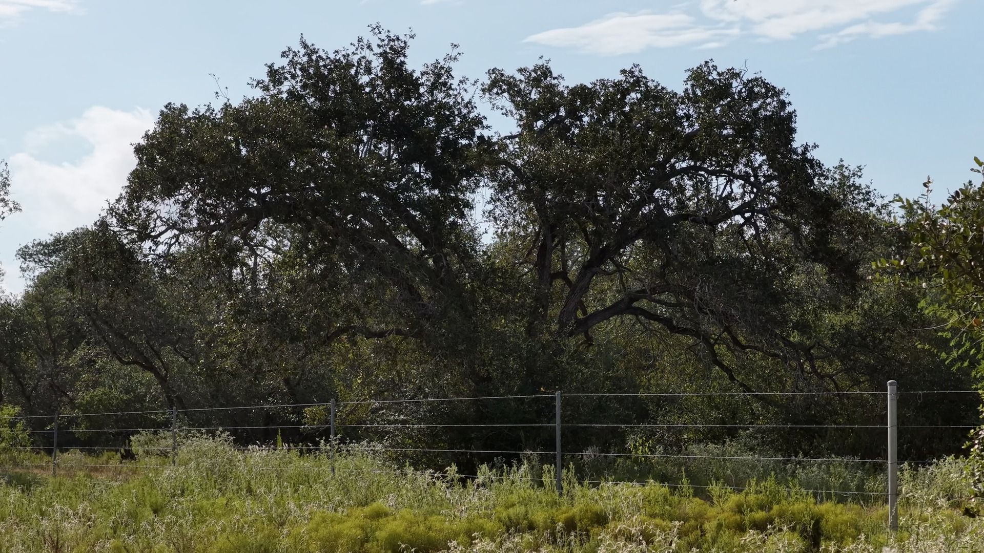 251 Old Goliad Road Refugio, TX 78377 - Photo 7 of 40 Mature trees frame the property line behind a wire fence.