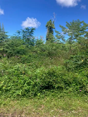 $28,000 | 14-3481 Lot 930 Shell Road, Pahoa, HI 96778