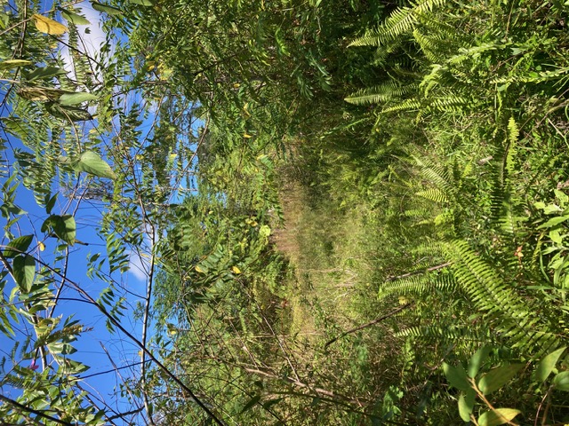 14-3481 Lot 930 Shell Road Pahoa, HI 96778 - Photo 2 of 7