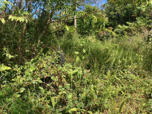 14-3481 Lot 930 Shell Road Pahoa, HI 96778 - Photo 3 of 7