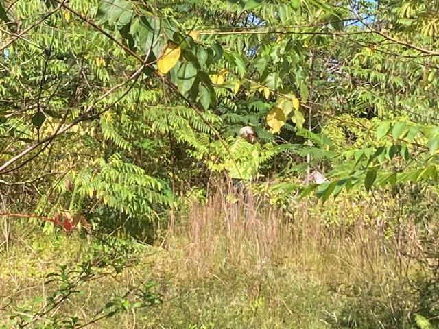 14-3481 Lot 930 Shell Road Pahoa, HI 96778 - Photo 4 of 7