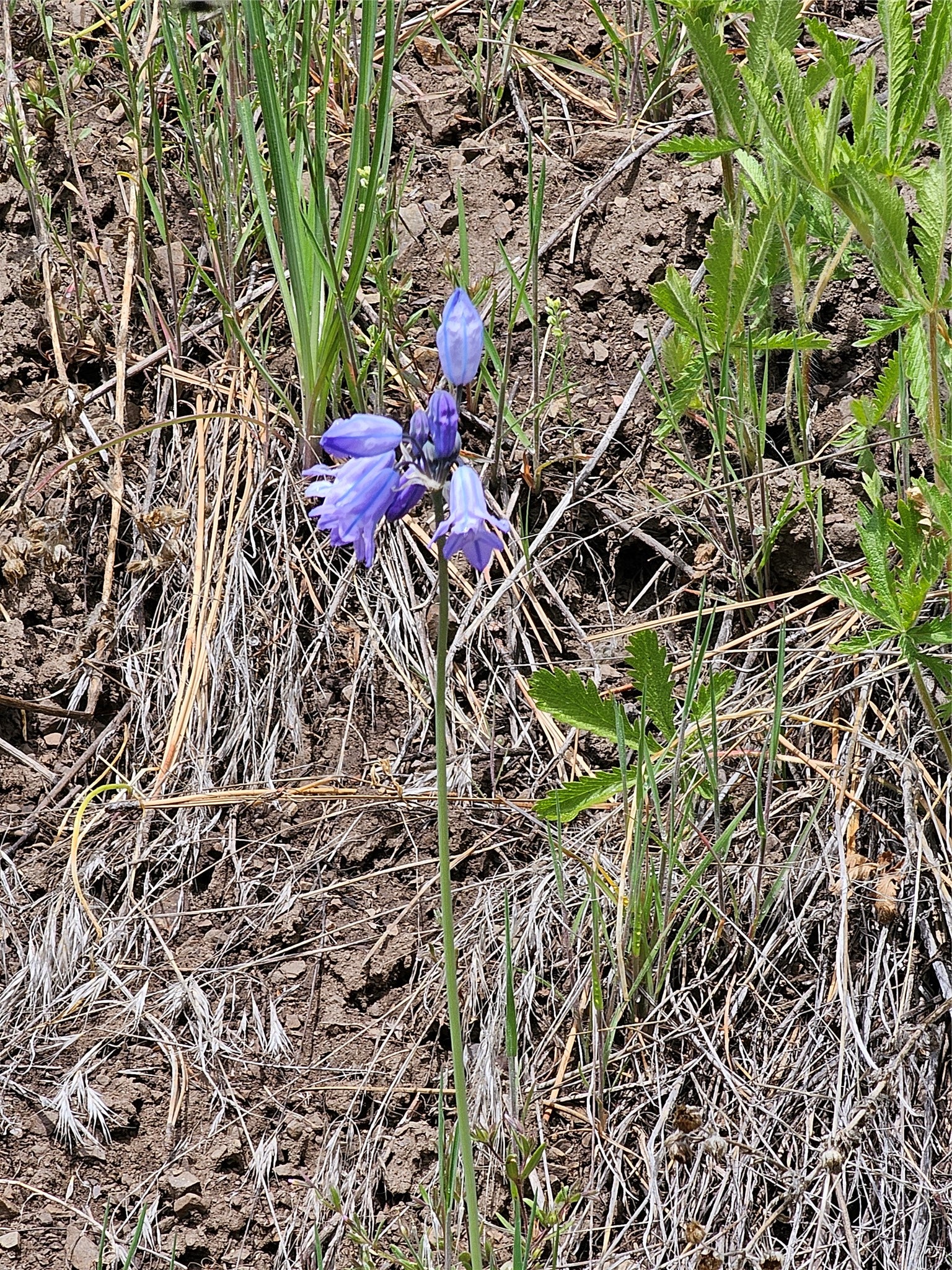 18866 Copper Rdg Trail Florence, MT 59833 - Photo 22 of 139 Gallery Image 22