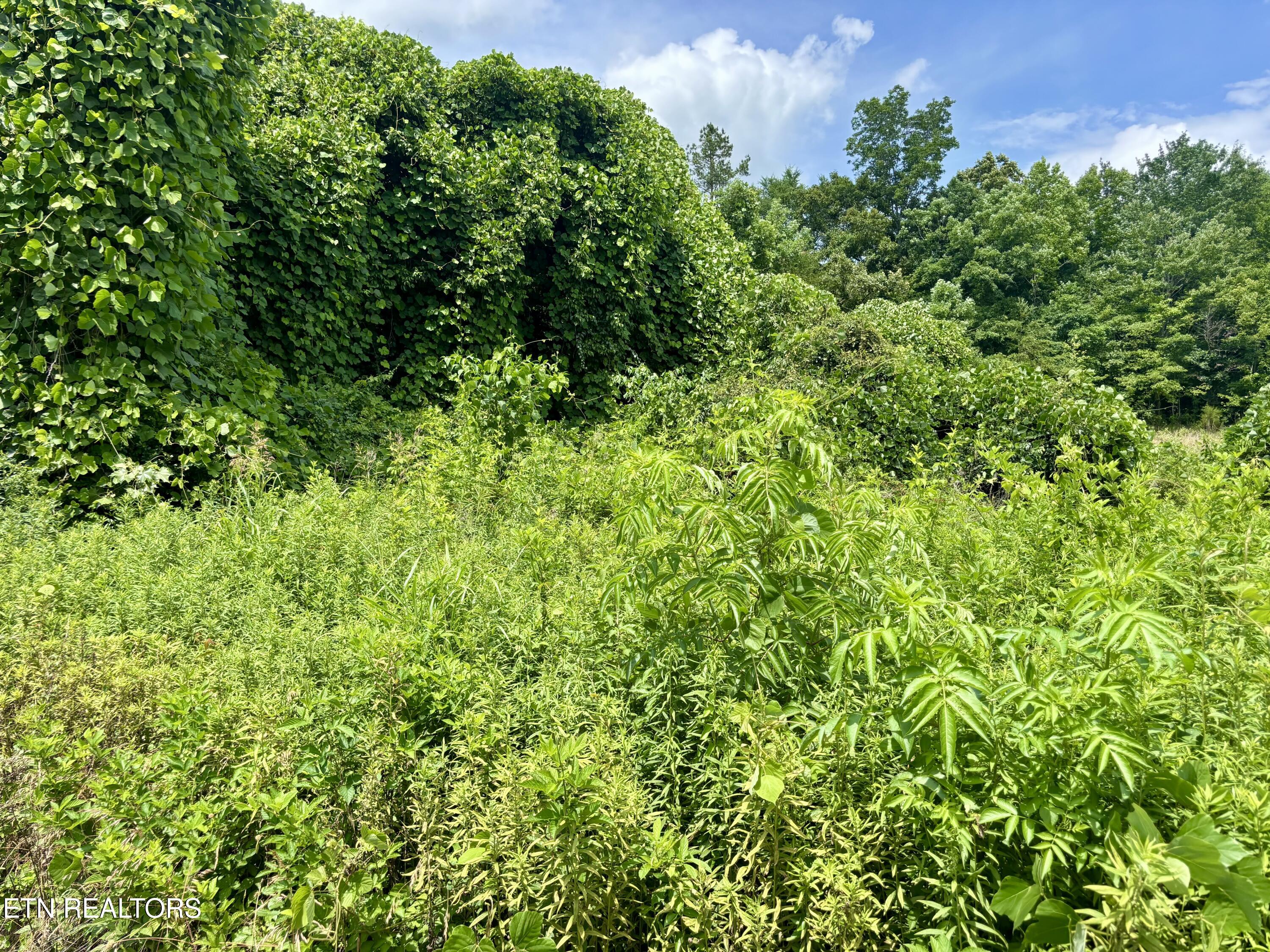 0 Davis Hollow Road Harriman, TN 37748 - Photo 4 of 6 IMG_5104
