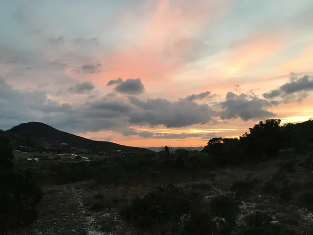 a view of a yard with plants and large trees
