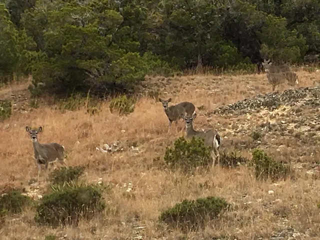 a view of an outdoor space yard