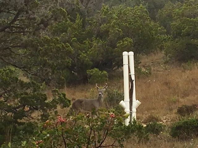 $579,000 | 447-495 Blessing Lane, Utopia, TX 78884