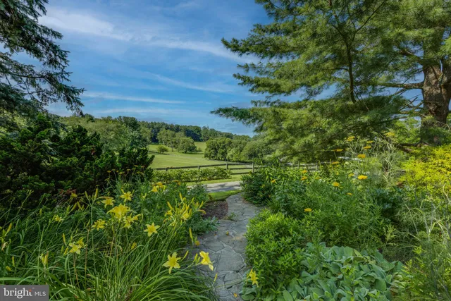 a view of a yard with plants and a tree
