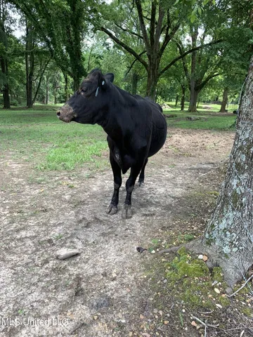 $795,000 | 1000 Hawkins Road, Courtland, MS 38620