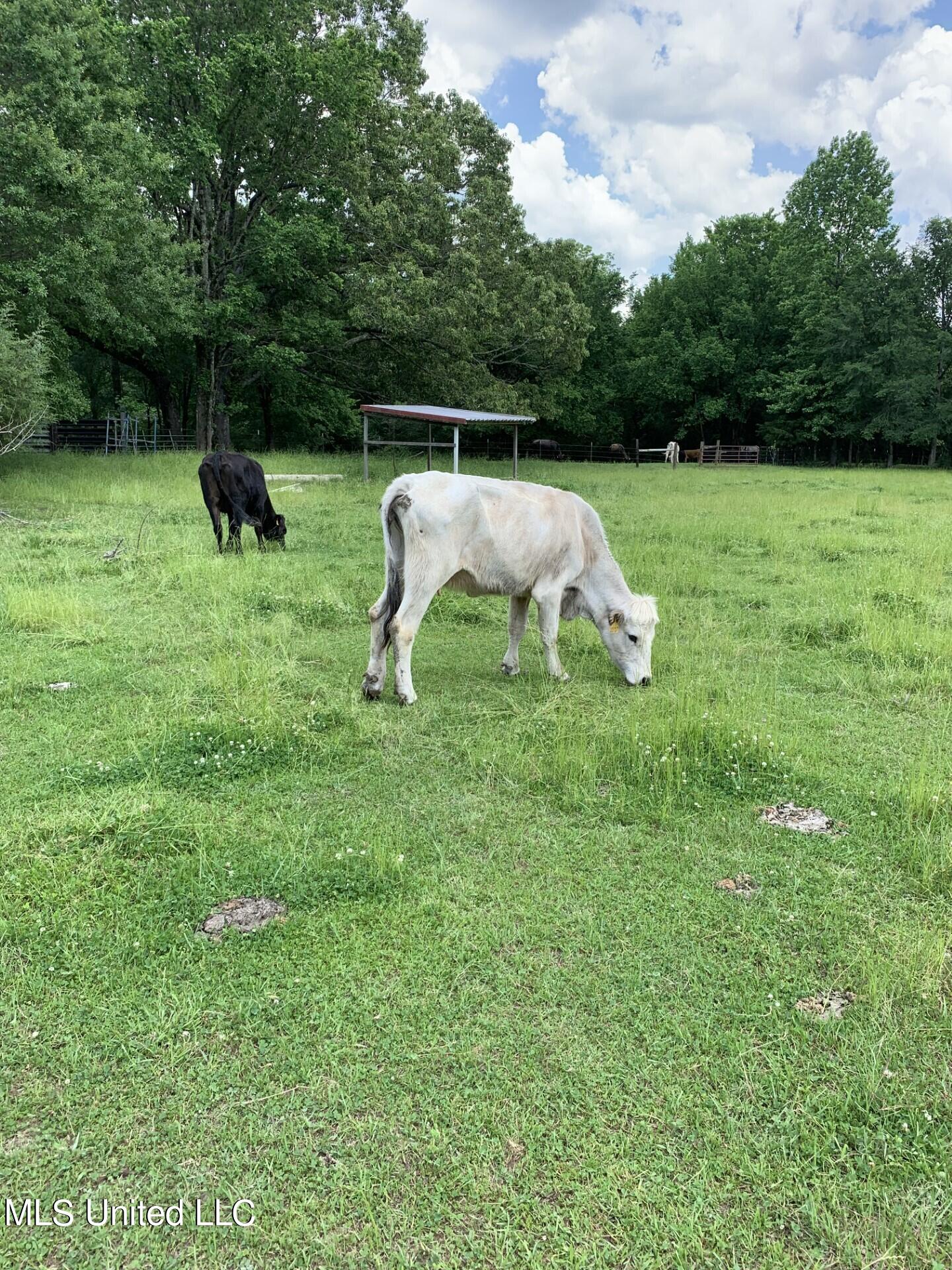 1000 Hawkins Road Courtland, MS 38620 - Photo 64 of 64 thumbnail_IMG_4243
