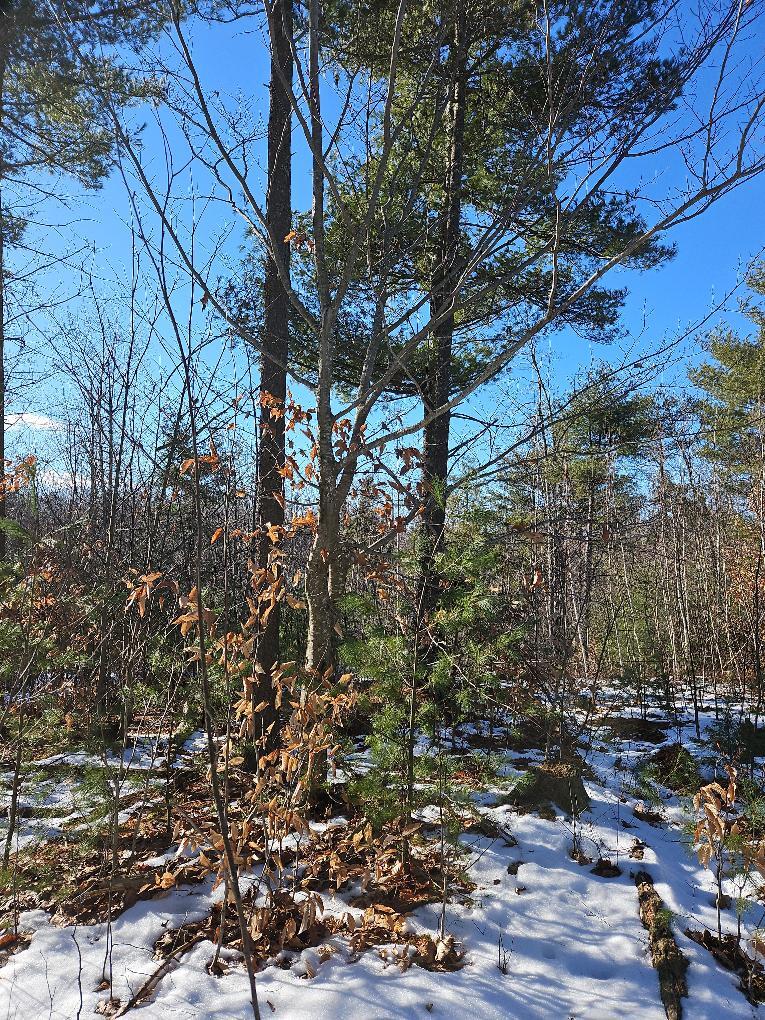61-002 Soper's Mill Road Auburn, ME 04210 - Photo 25 of 36 photo_453debaf-3881-4fc5-8eb6-90fe117323