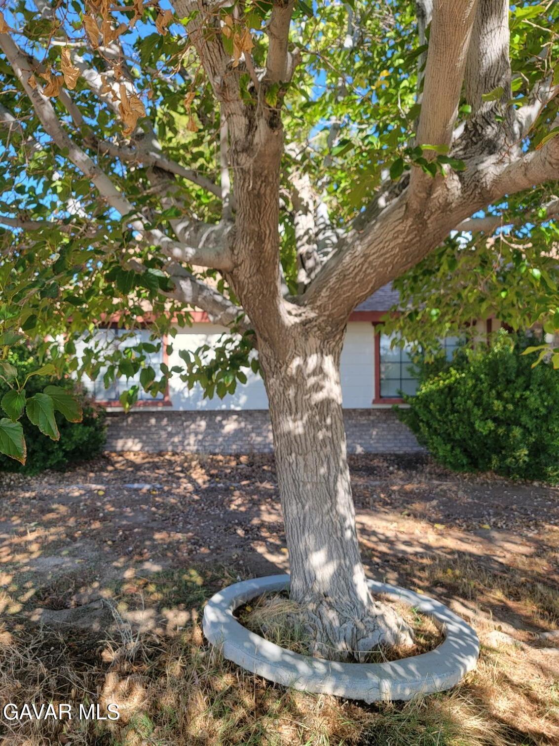 21481 Randsburg Mojave Road California City, CA 93505 - Photo 6 of 28 a view of a trees in a yard