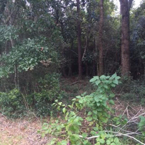 0 Bruhn Road Elberta, AL 36530 - Photo 4 of 7