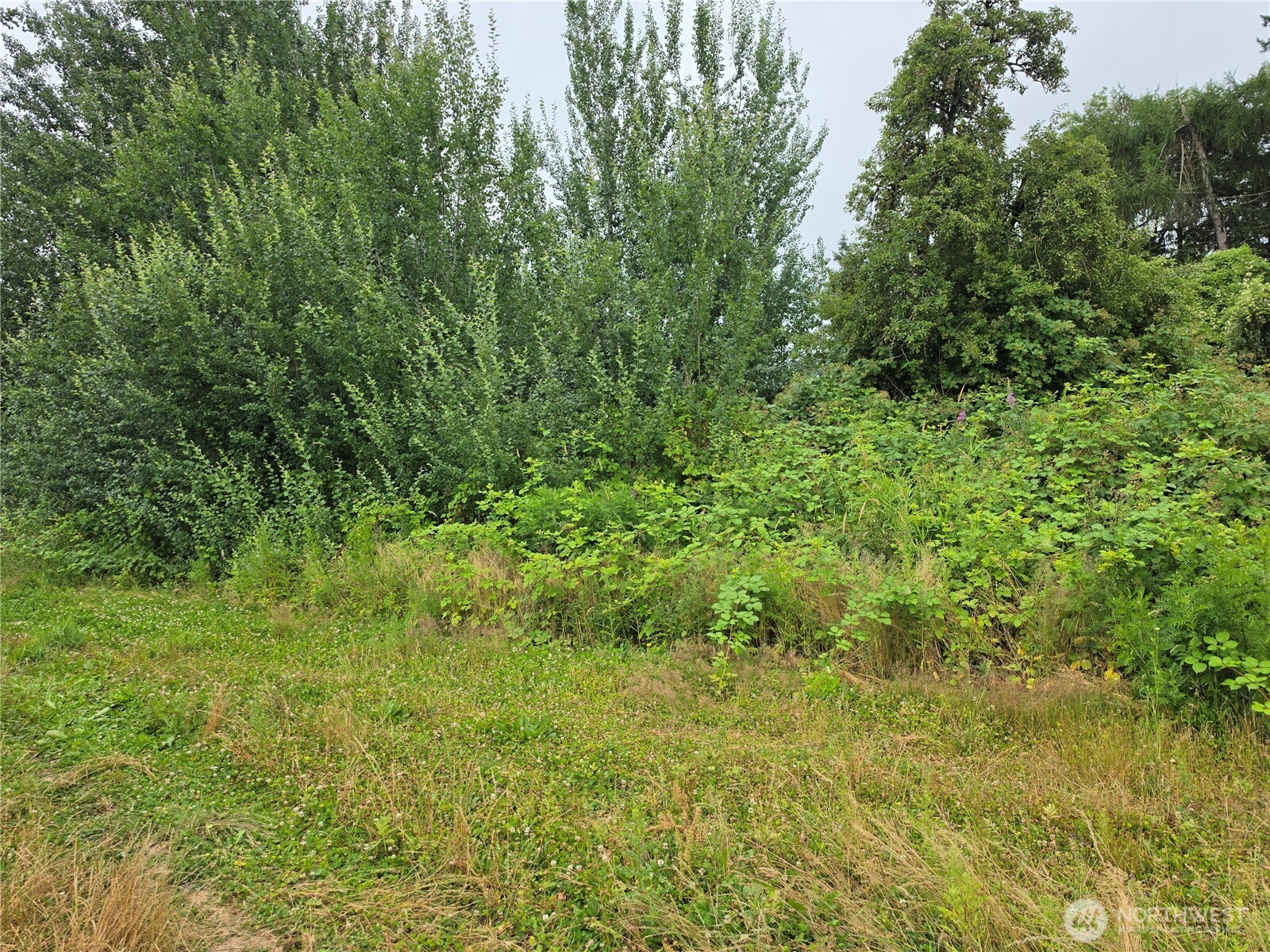 0 Benson Road Lynden, WA 98264 - Photo 3 of 4 Gallery Image 3
