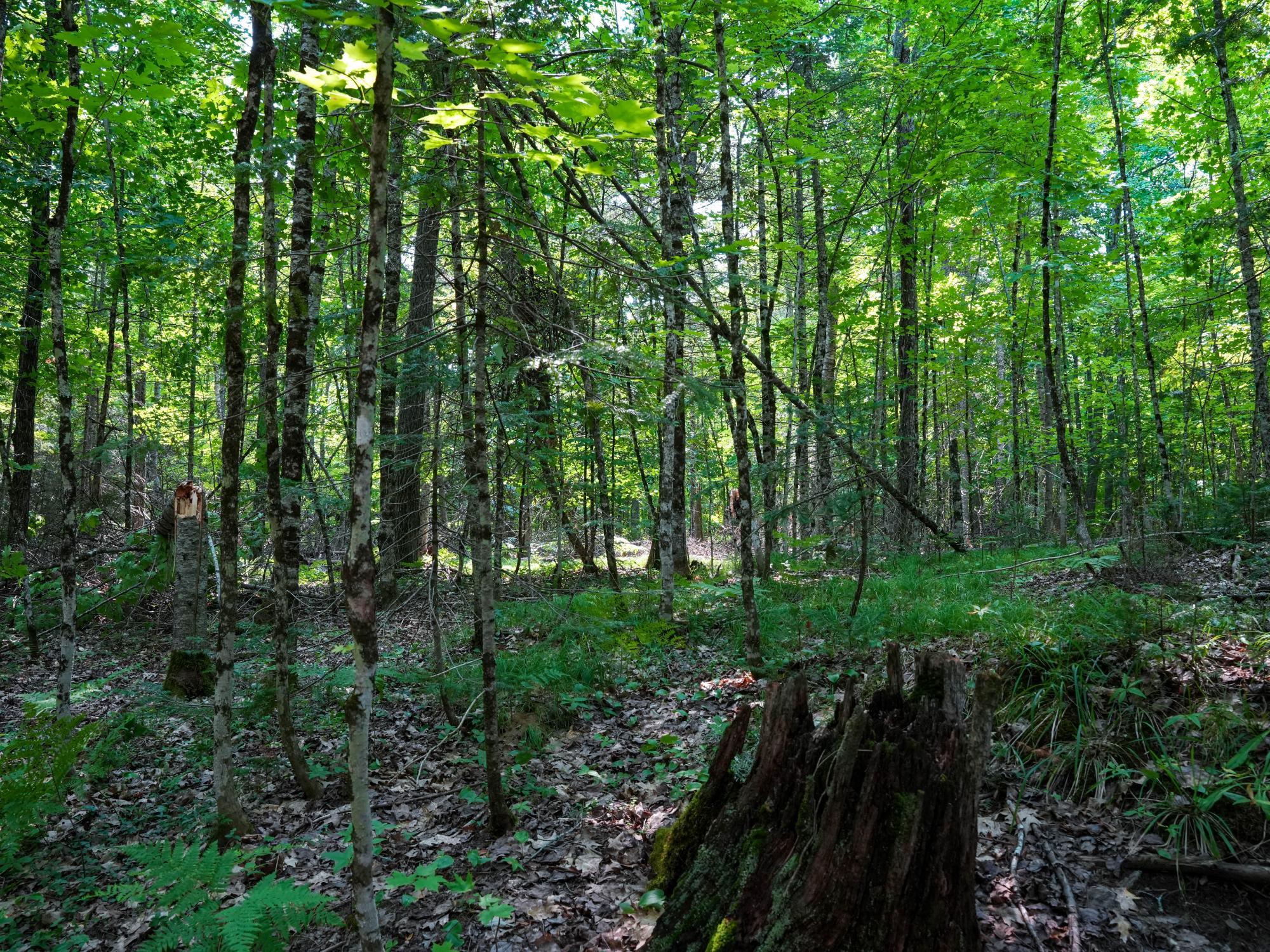 Lot 7 Hunters Ridge Road Phelps, WI 54554 - Photo 4 of 29