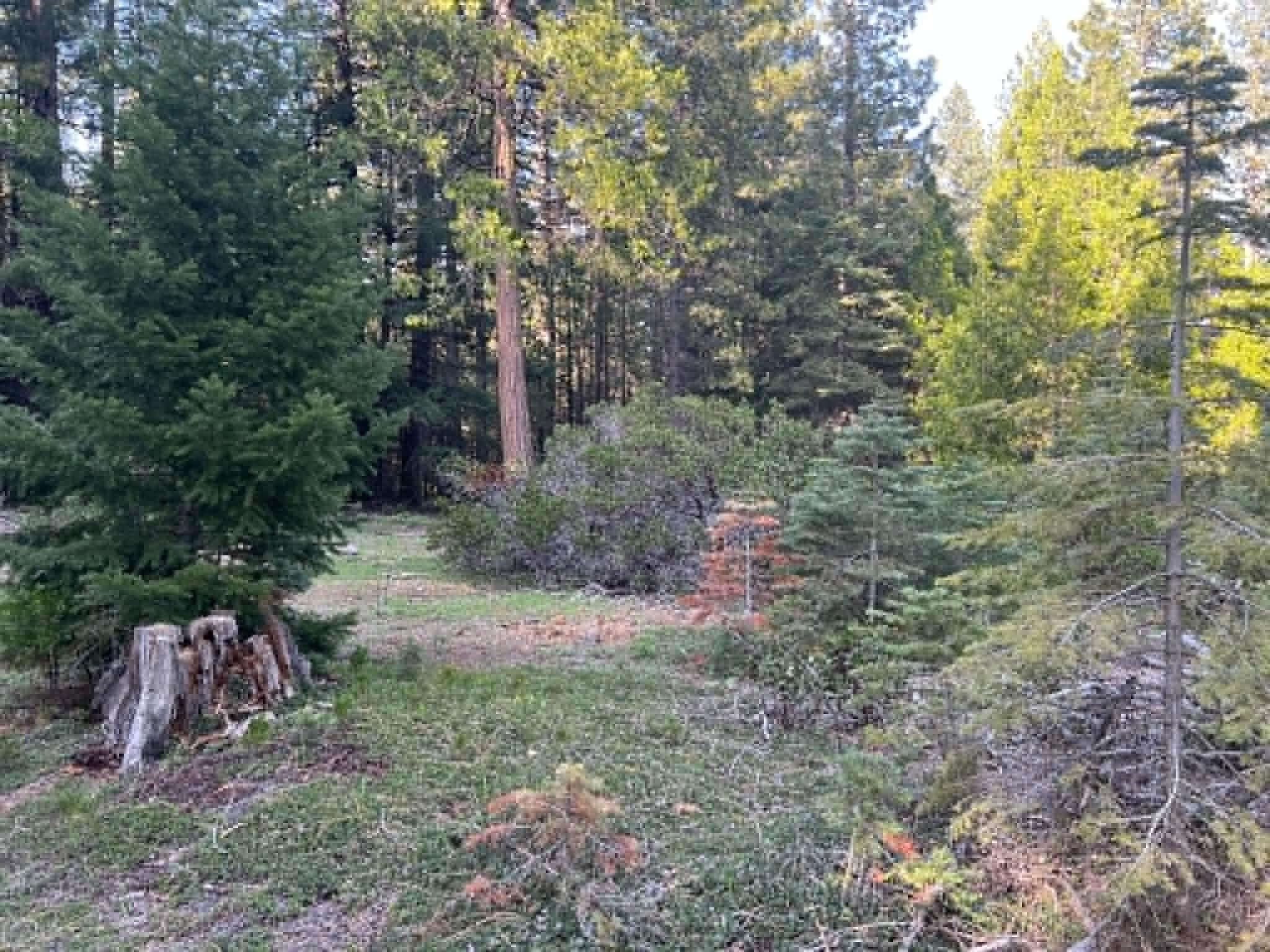 0 Ca-44 Shingletown, CA 96088 - Photo 1 of 10 a view of a yard with large trees