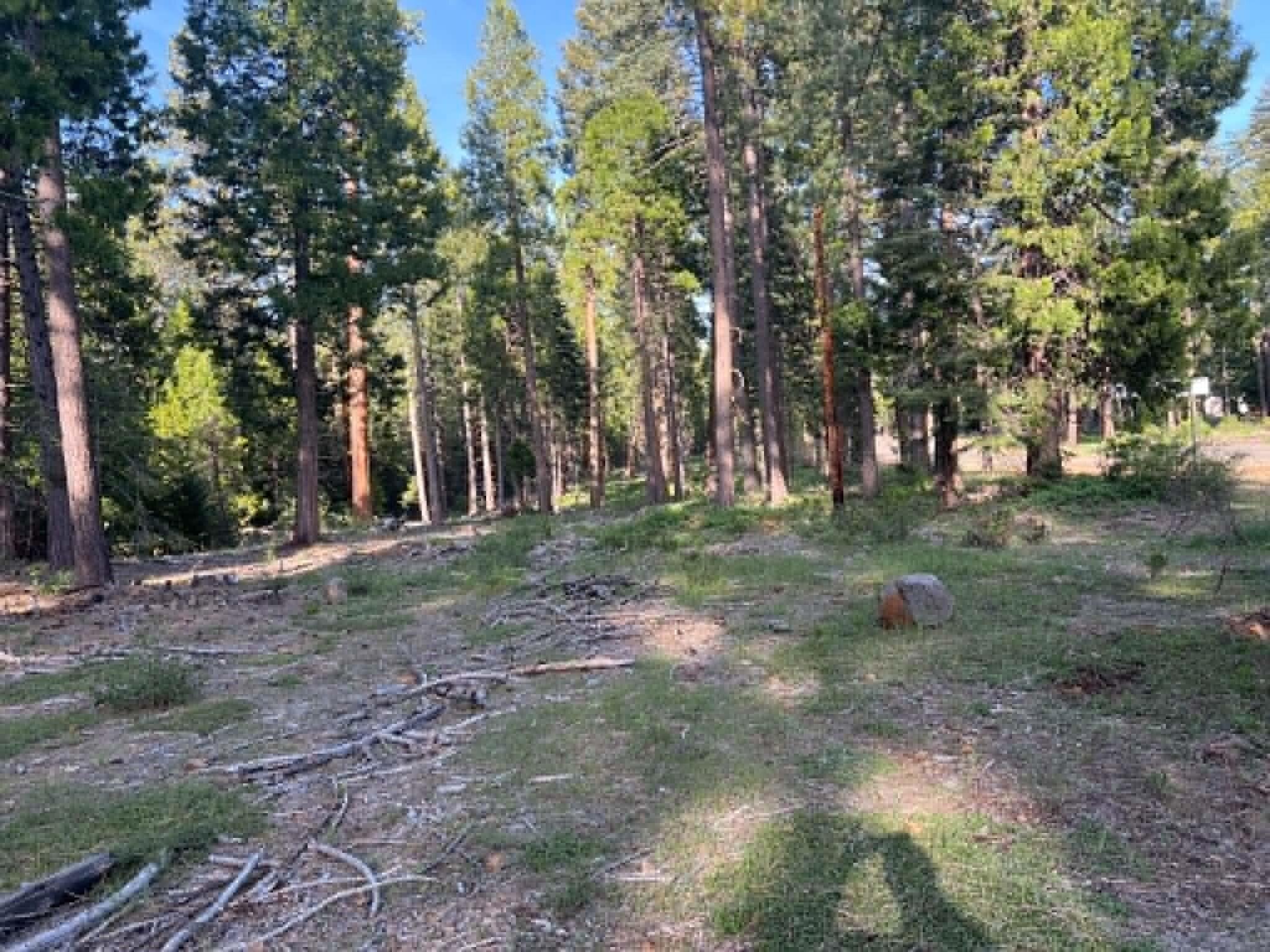 0 Ca-44 Shingletown, CA 96088 - Photo 2 of 10 a view of a tree in a yard