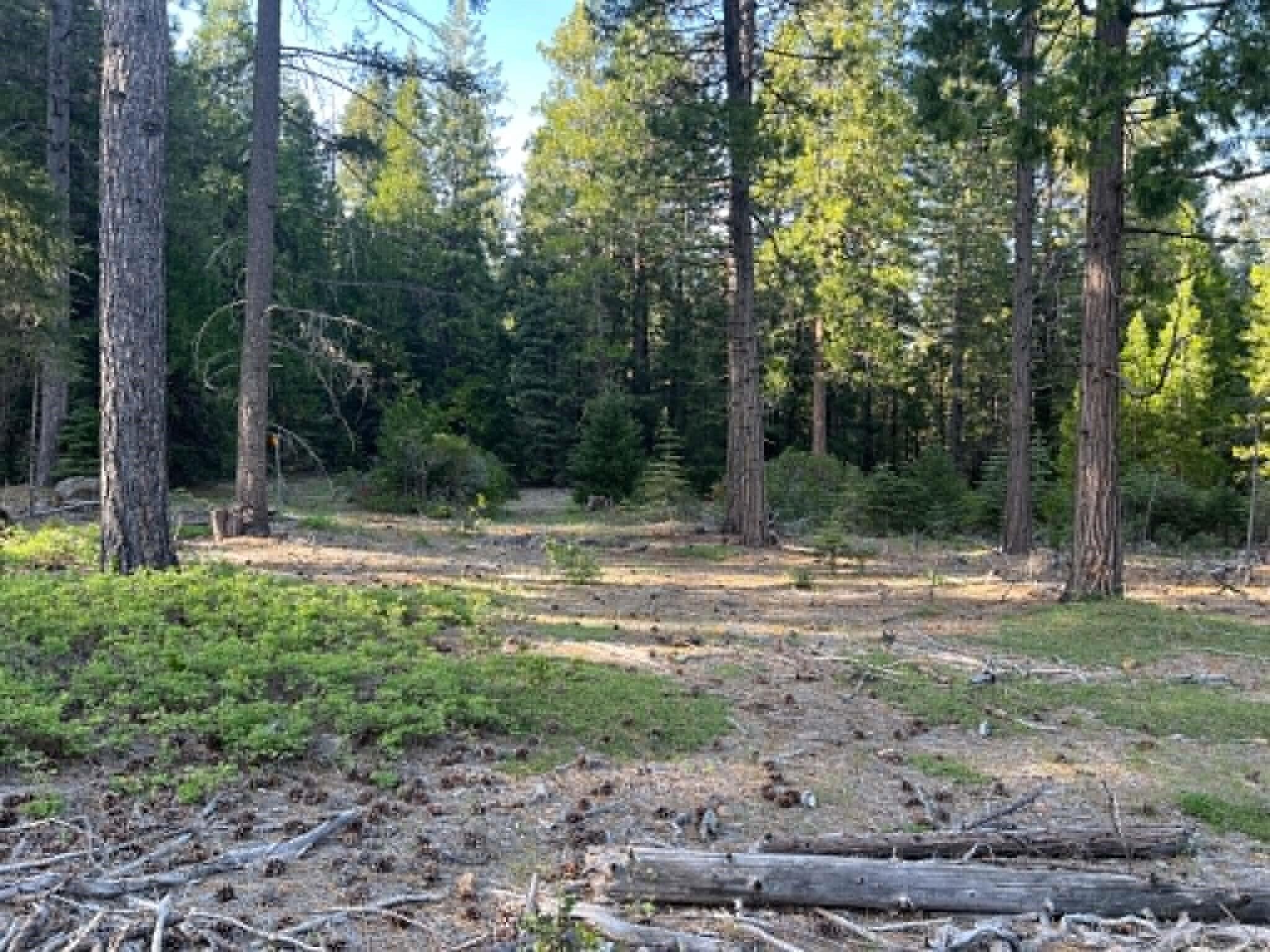 0 Ca-44 Shingletown, CA 96088 - Photo 3 of 10 a backyard of a house with lots of green space
