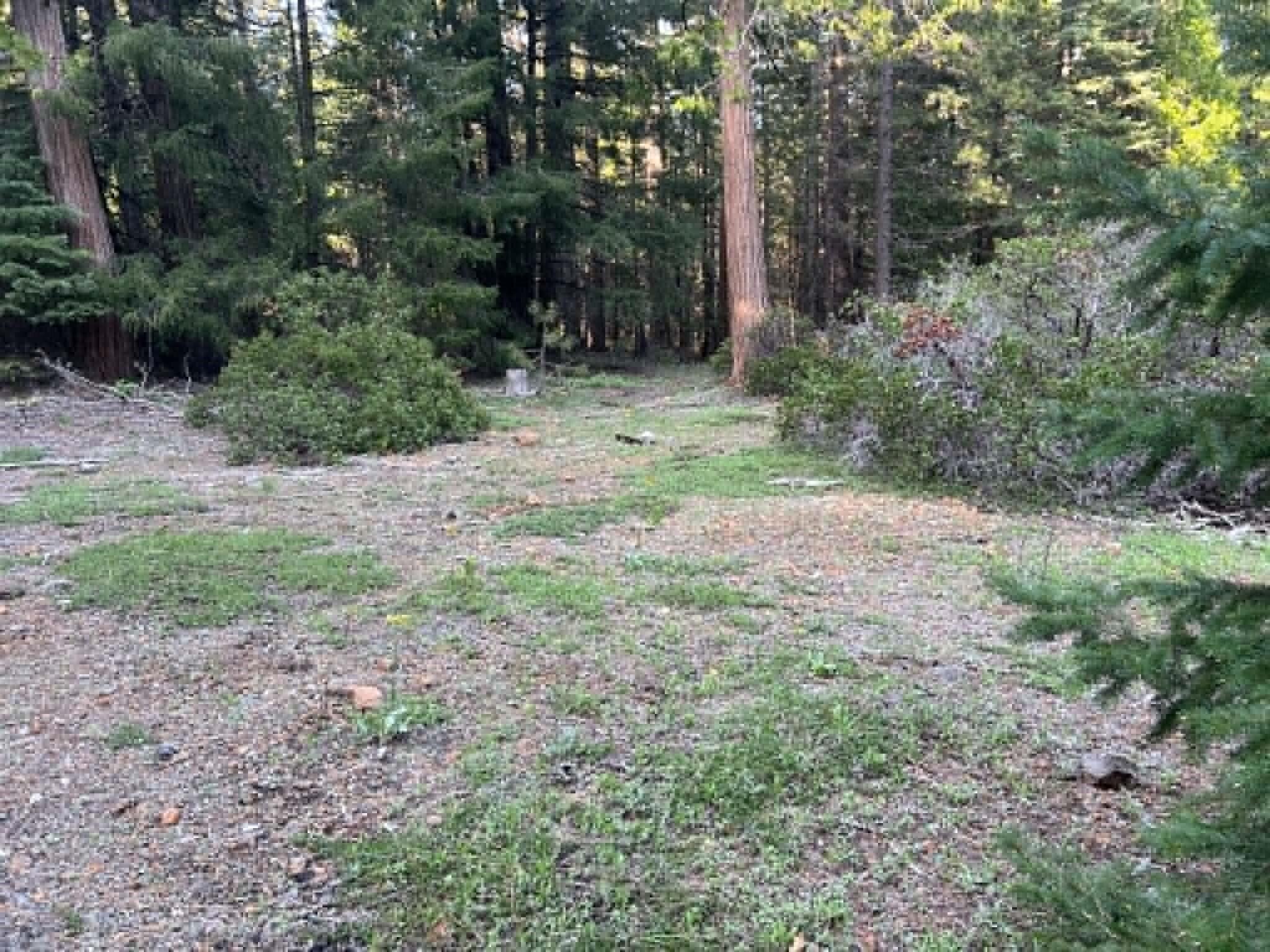 0 Ca-44 Shingletown, CA 96088 - Photo 4 of 10 a view of a yard with a tree