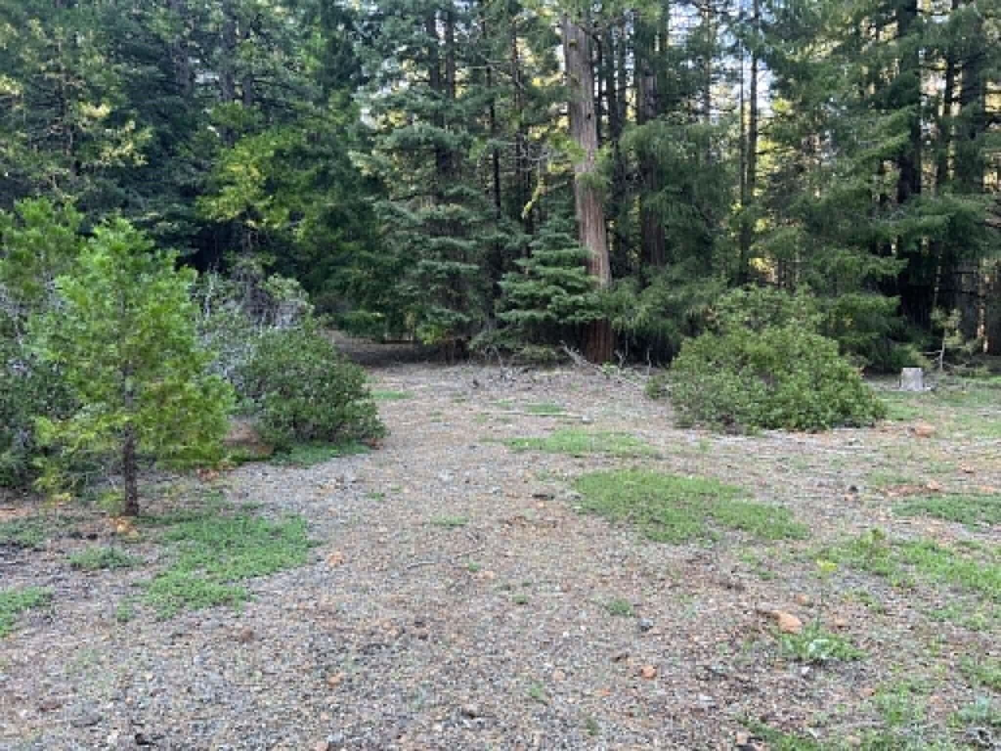 0 Ca-44 Shingletown, CA 96088 - Photo 5 of 10 a view of a yard with a tree