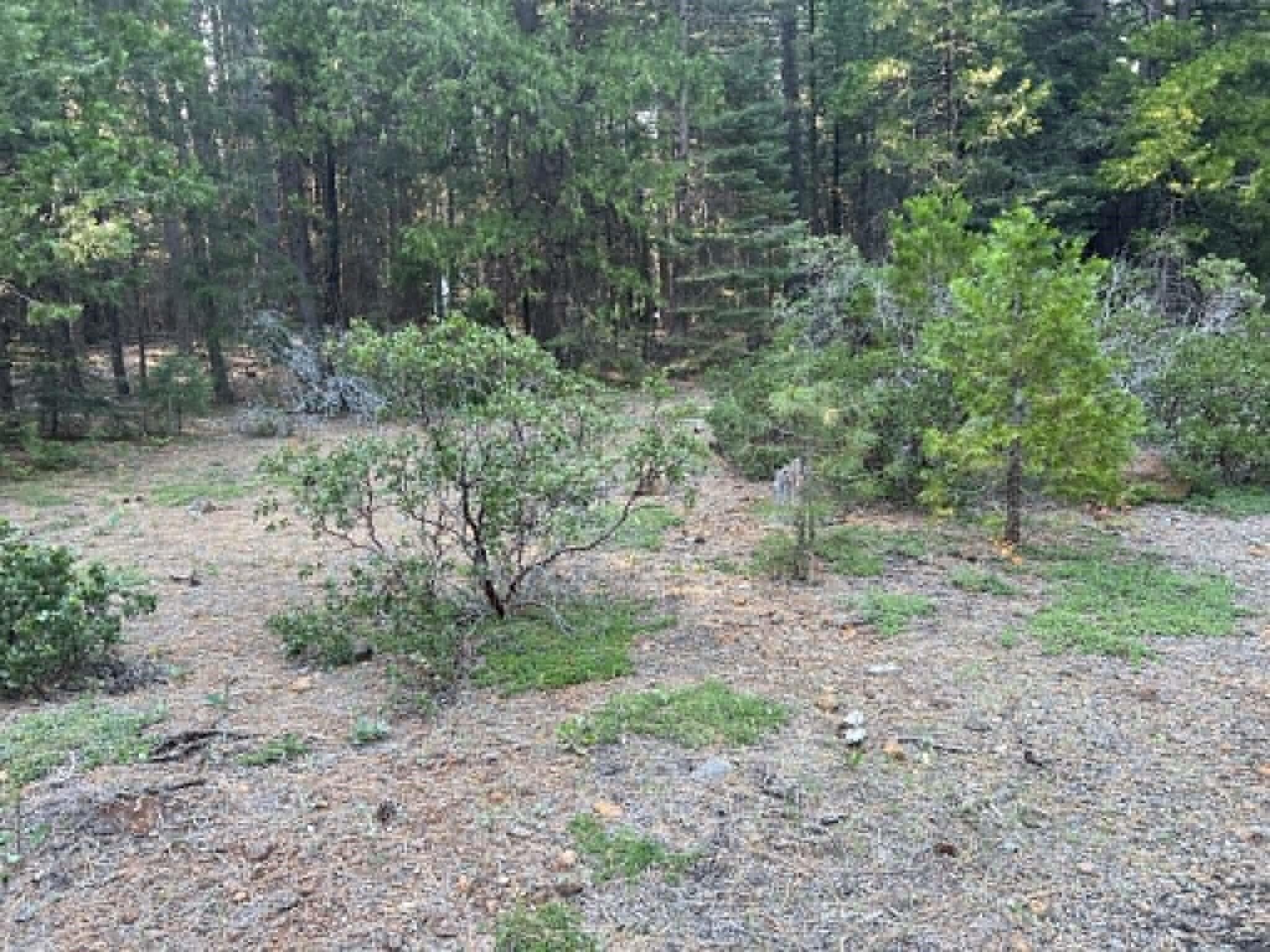0 Ca-44 Shingletown, CA 96088 - Photo 6 of 10 a view of a forest with trees in the background