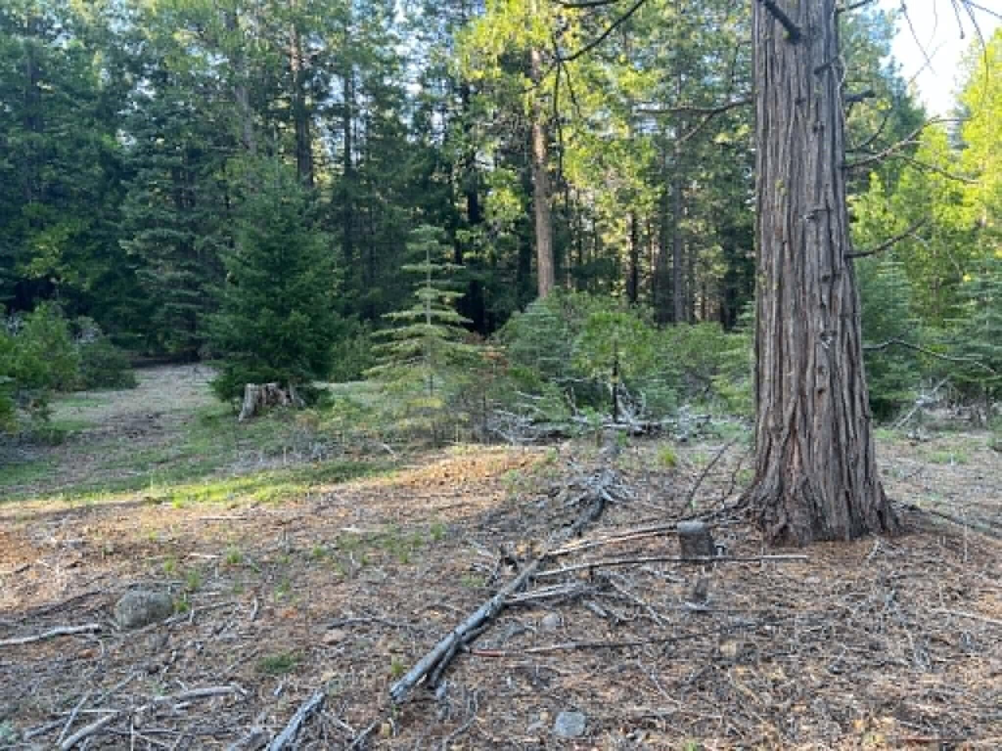 0 Ca-44 Shingletown, CA 96088 - Photo 8 of 10 a view of a forest filled with trees