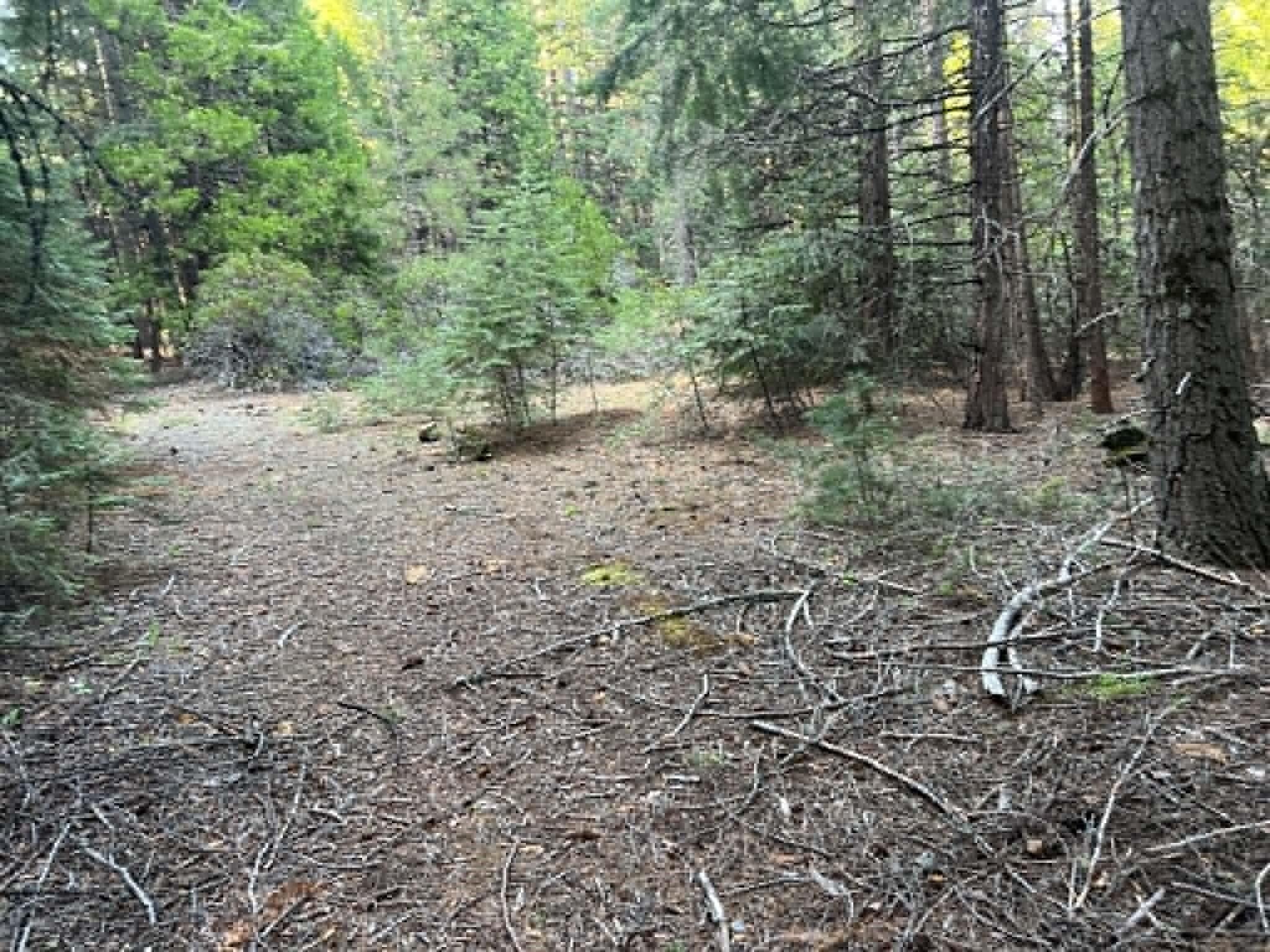 0 Ca-44 Shingletown, CA 96088 - Photo 9 of 10 a view of a forest with trees in the background