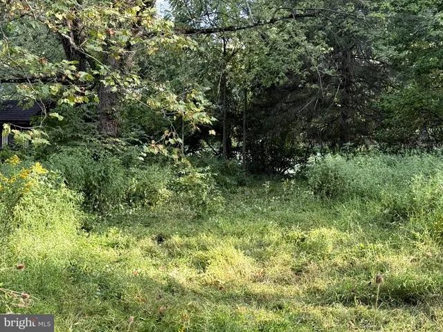 a view of a lush green forest