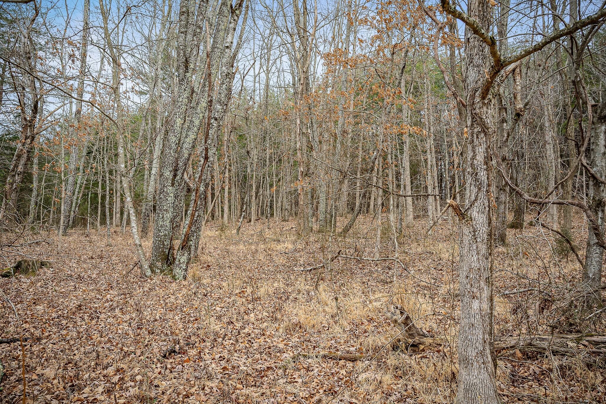 214 Edmonds Road Spencer, TN 38585 - Photo 21 of 39 a view of a yard with trees in the background
