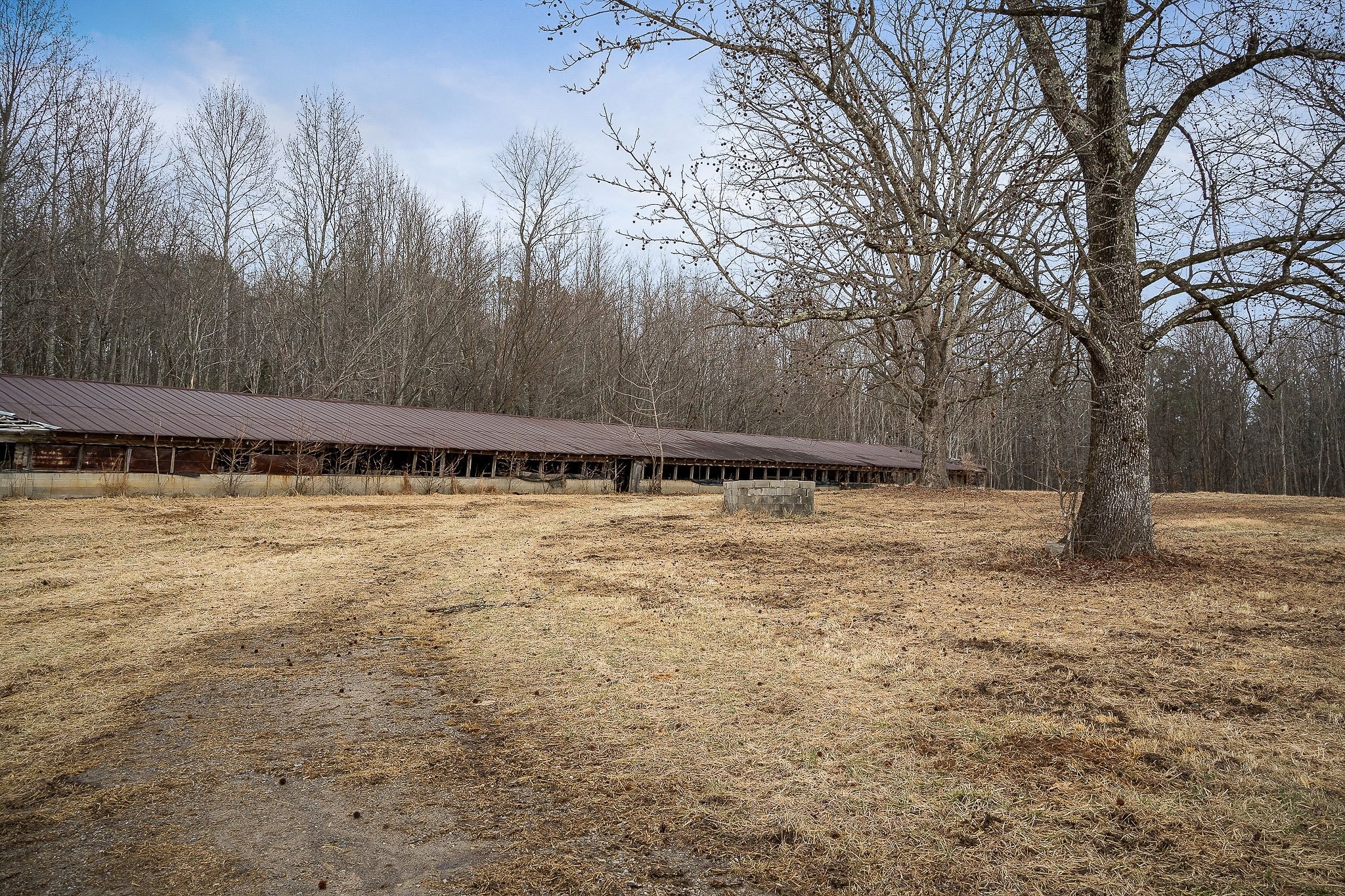 214 Edmonds Road Spencer, TN 38585 - Photo 6 of 39 a view of a yard with trees