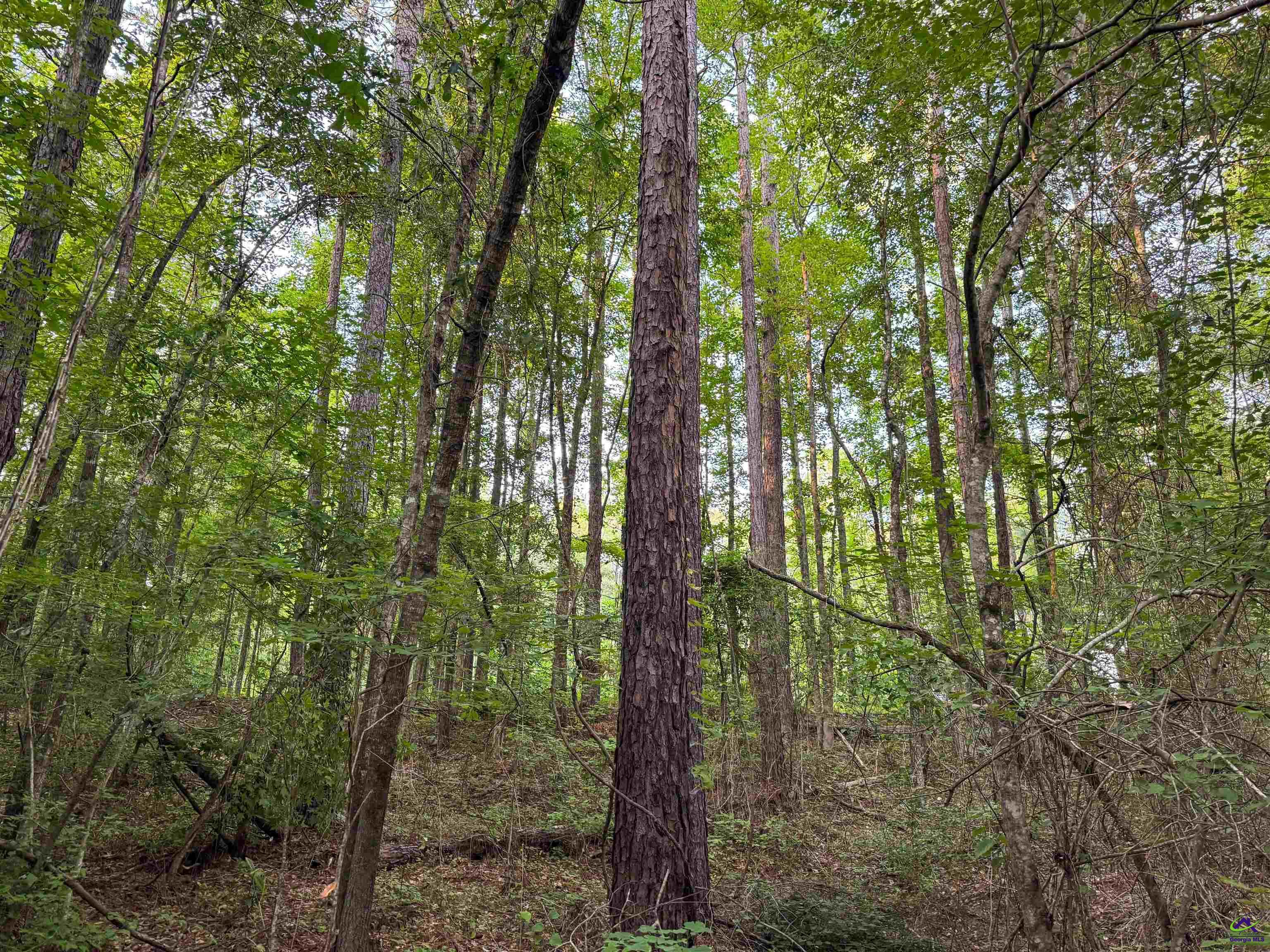 12.6-acres Hicks Road Roberta, GA 31078 - Photo 16 of 17