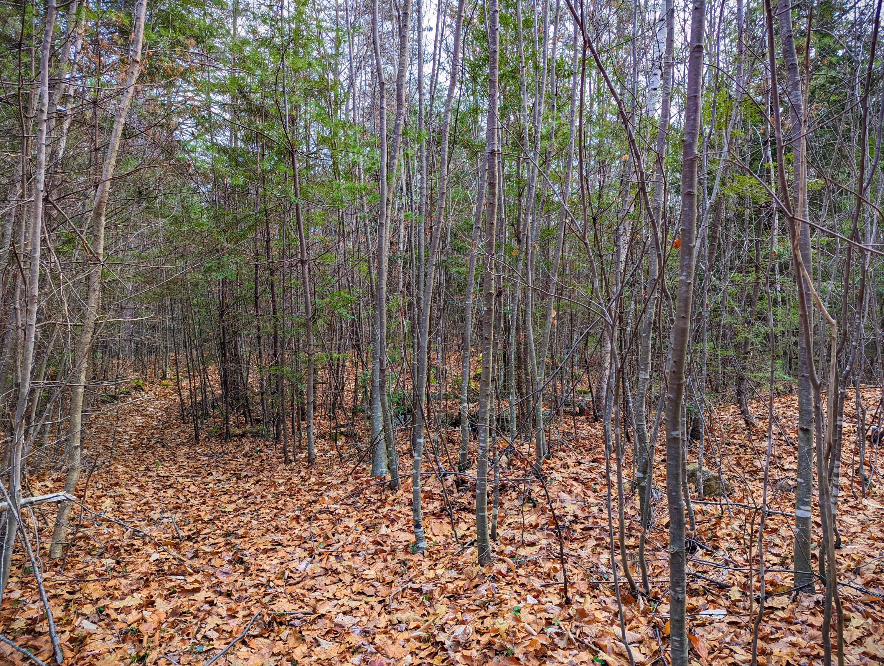 Lot 10 Roosevelt Street Springvale, ME 04083 - Photo 7 of 12 PXL_20231129_172359996