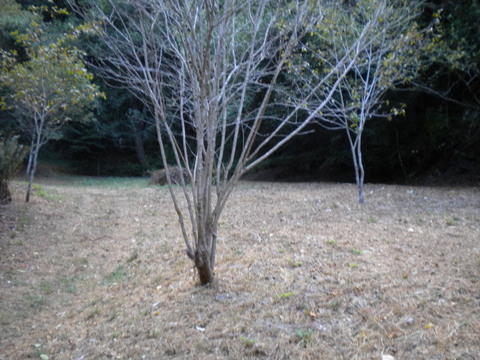 0 Puddin Lane Hydesville, CA 95547 - Photo 4 of 15