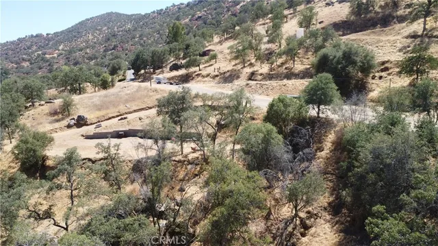 a view of a forest with a tree