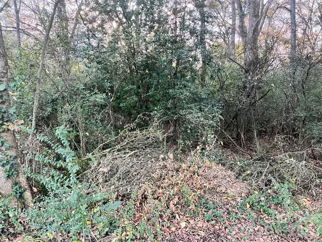 a view of a forest with a tree