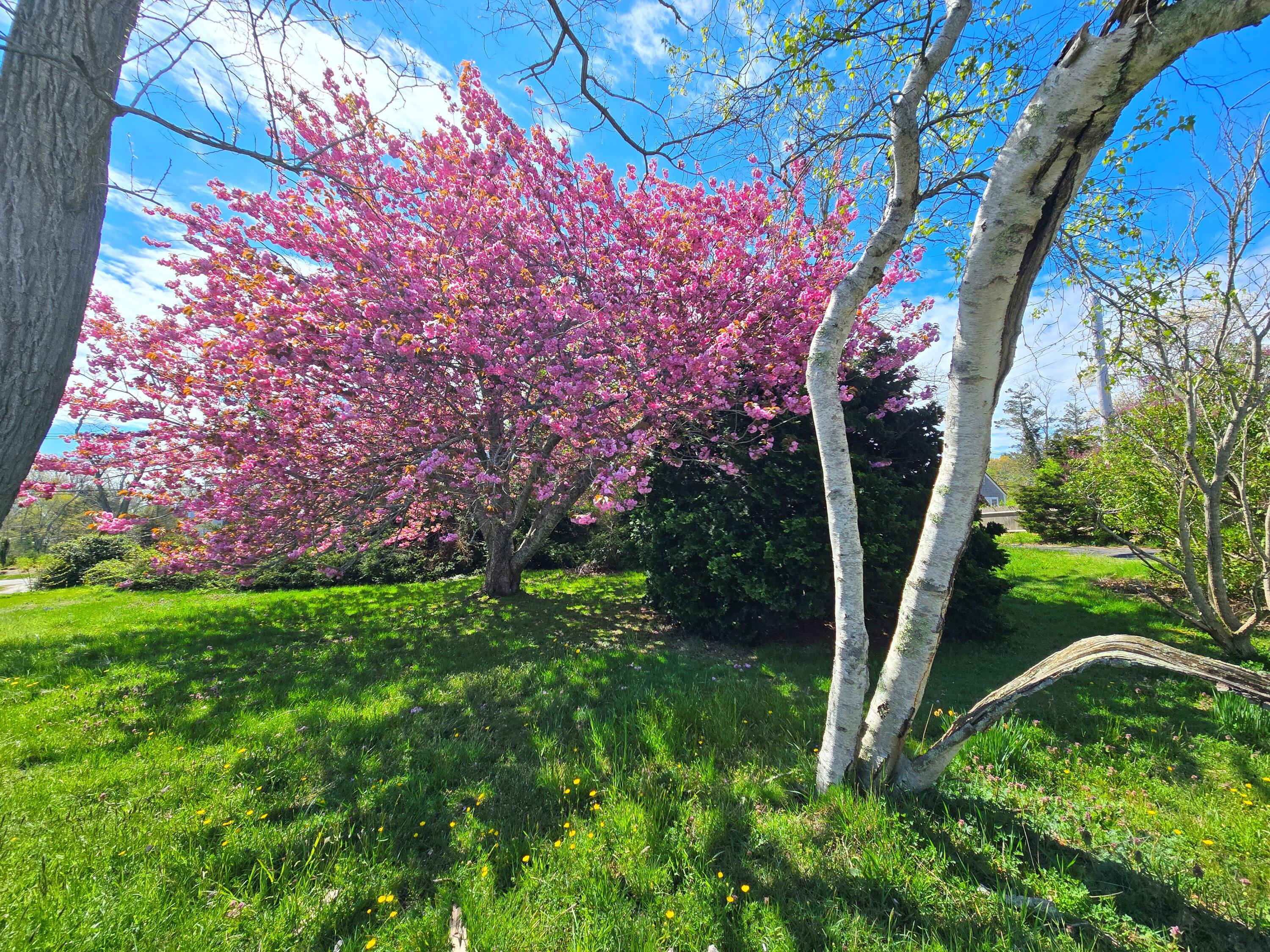 56 Locust Road Orleans, MA 02653 - Photo 14 of 90 20260508_102704 ()