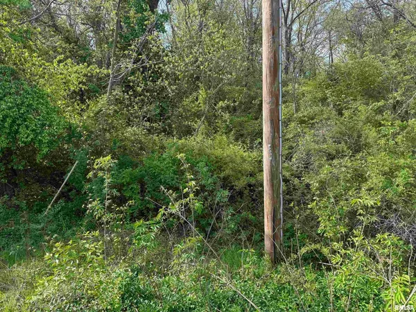 a view of a forest with a tree