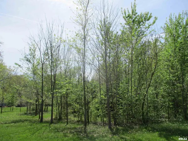 a view of a forest with a trees