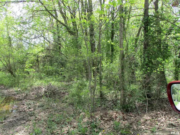 a view of a forest with a street