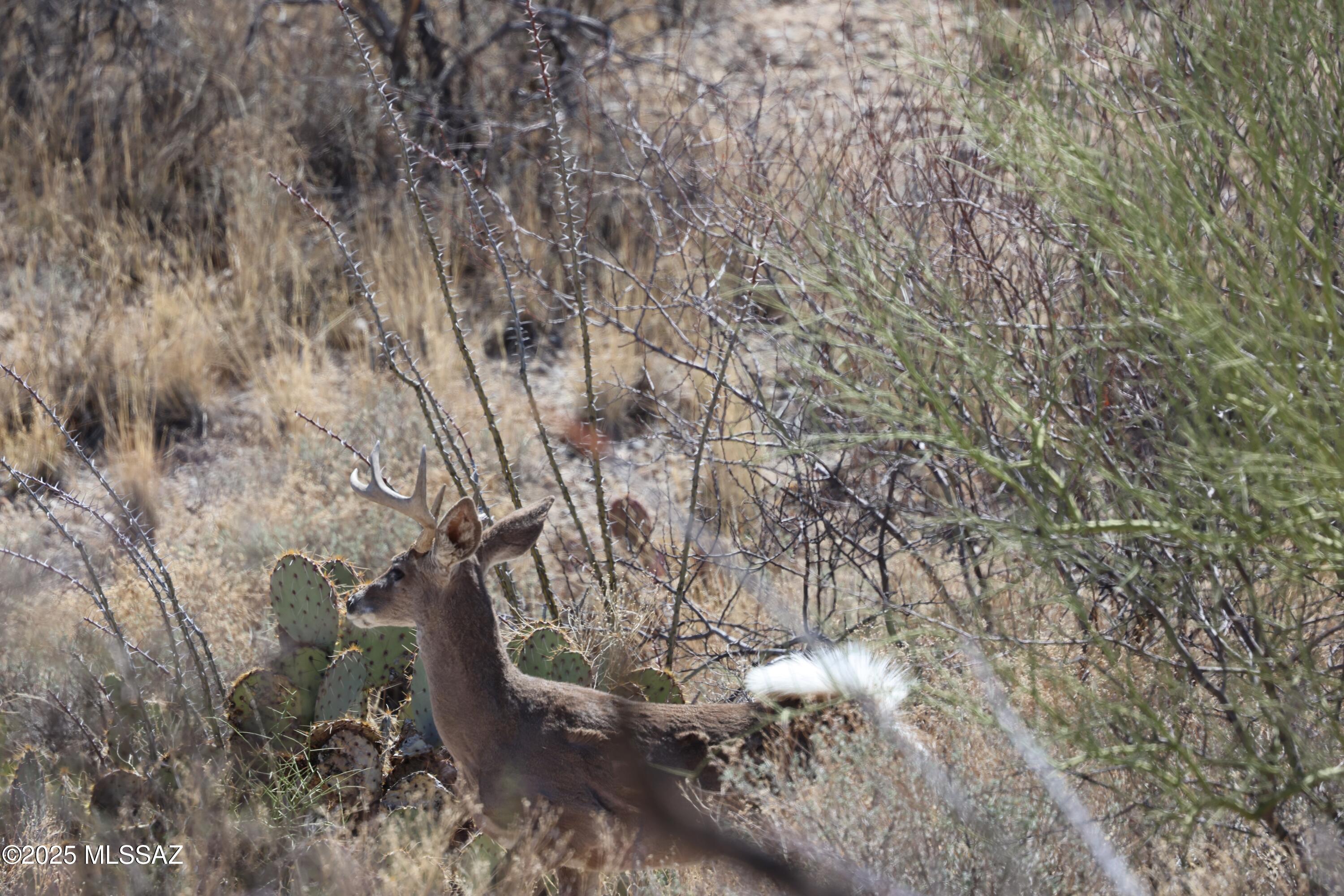 East Rincon Creek Ranch Road Tucson, AZ 85747 - Photo 2 of 5